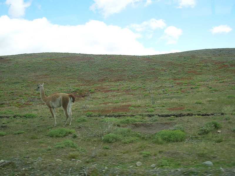 Foto de Parque Nacional Torres del Paine, Chile