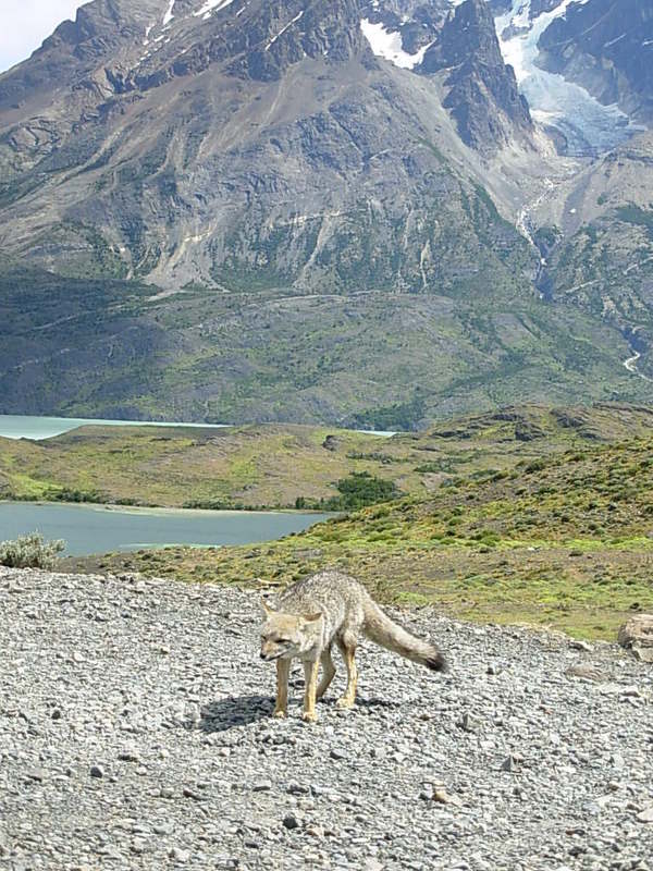 Foto de Parque Nacional Torres del Paine, Chile