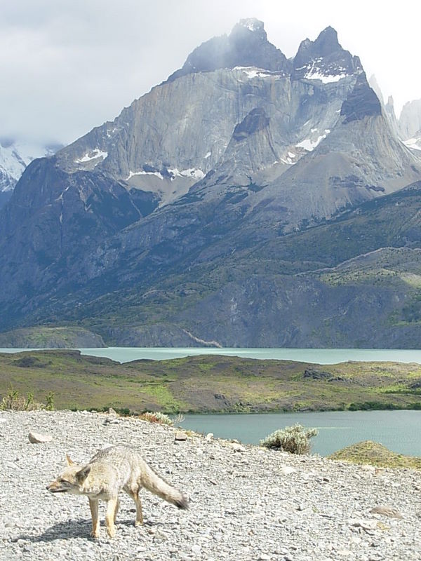 Foto de Parque Nacional Torres del Paine, Chile