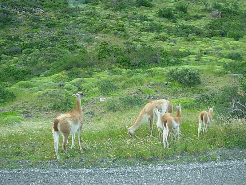 Foto de Parque Nacional Torres del Paine, Chile