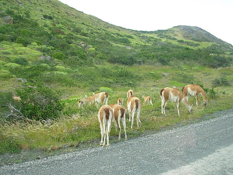 Foto de Parque Nacional Torres del Paine, Chile