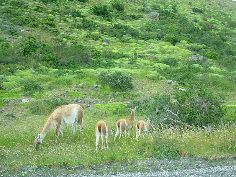 Foto de Parque Nacional Torres del Paine, Chile