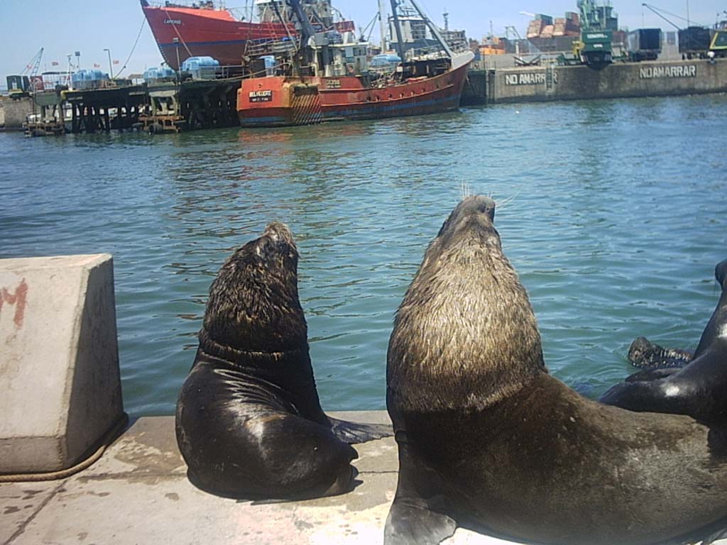 Foto de Mar del plata, Argentina