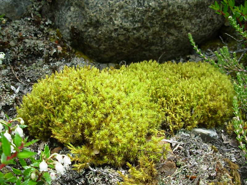 Foto de Parque Nacional Bernardo Ohiggins, Chile