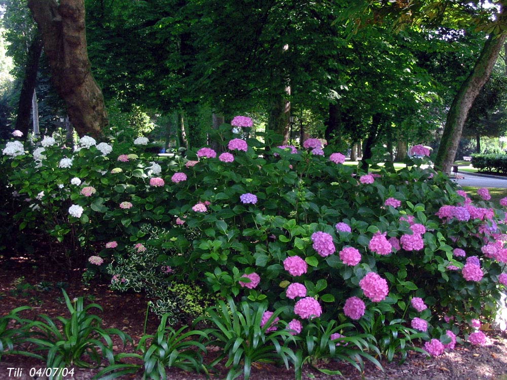 Foto de Oviedo (Asturias), España