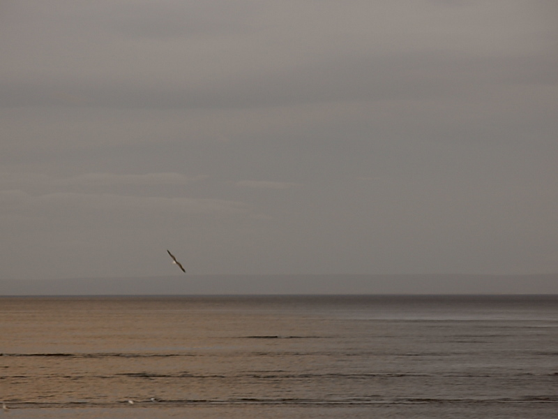 Foto de Punta Arenas, Chile