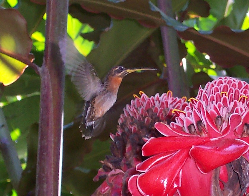 Foto de Curridabat, Costa Rica