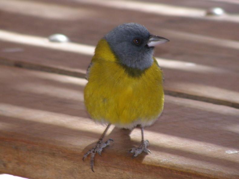 Foto de Hualtarán (San Luis), Argentina