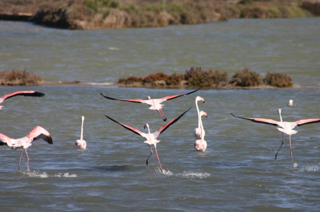 Foto de Puerto Real (Cádiz), España