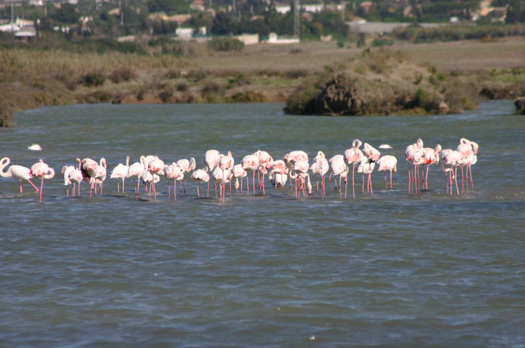 Foto de Puerto Real (Cádiz), España