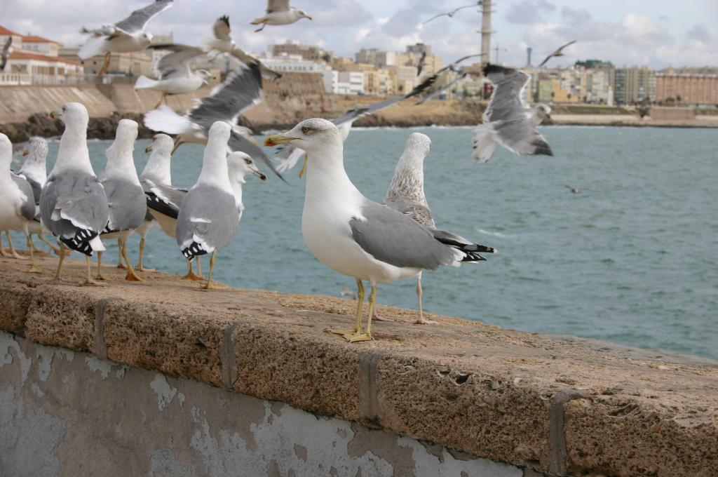 Foto de Cádiz (Andalucía), España