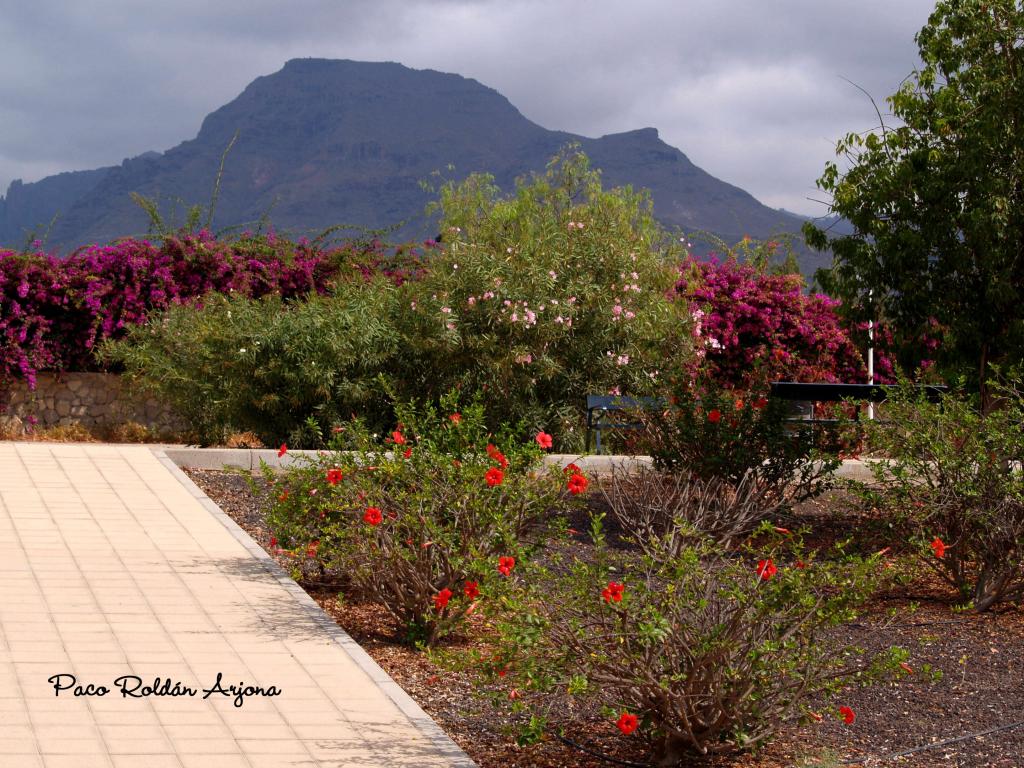 Foto de Los cristianos (Arona) (Santa Cruz de Tenerife), España