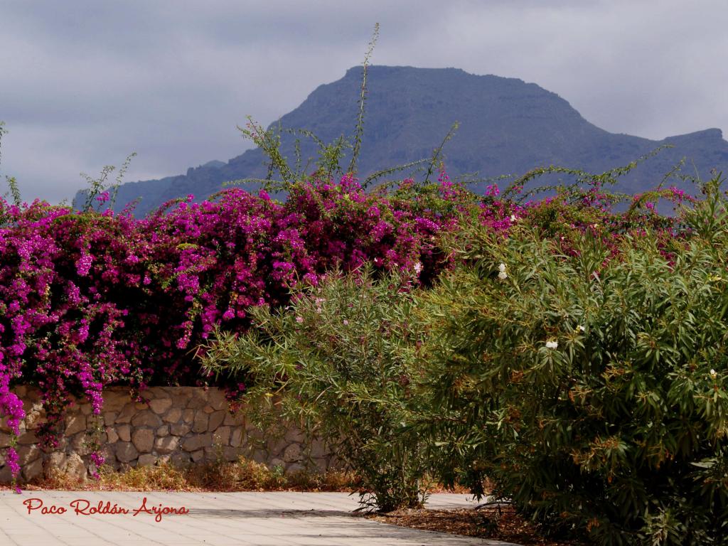 Foto de Los cristianos (Arona) (Santa Cruz de Tenerife), España