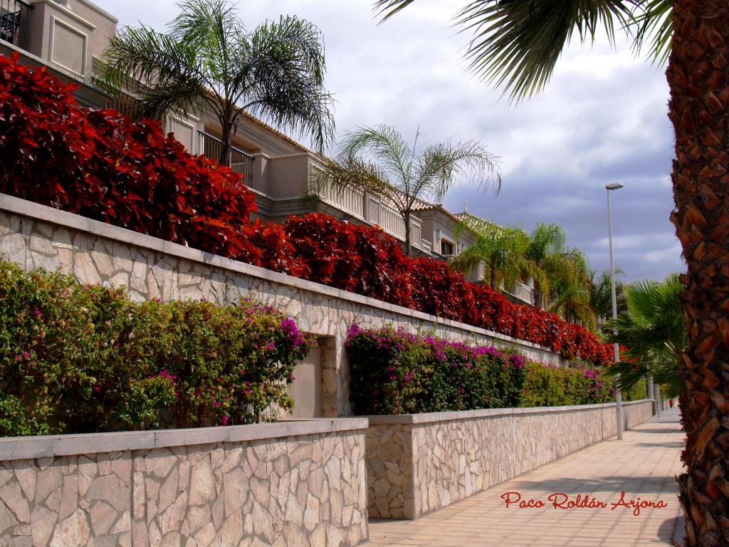 Foto de Los cristianos (Arona) (Santa Cruz de Tenerife), España