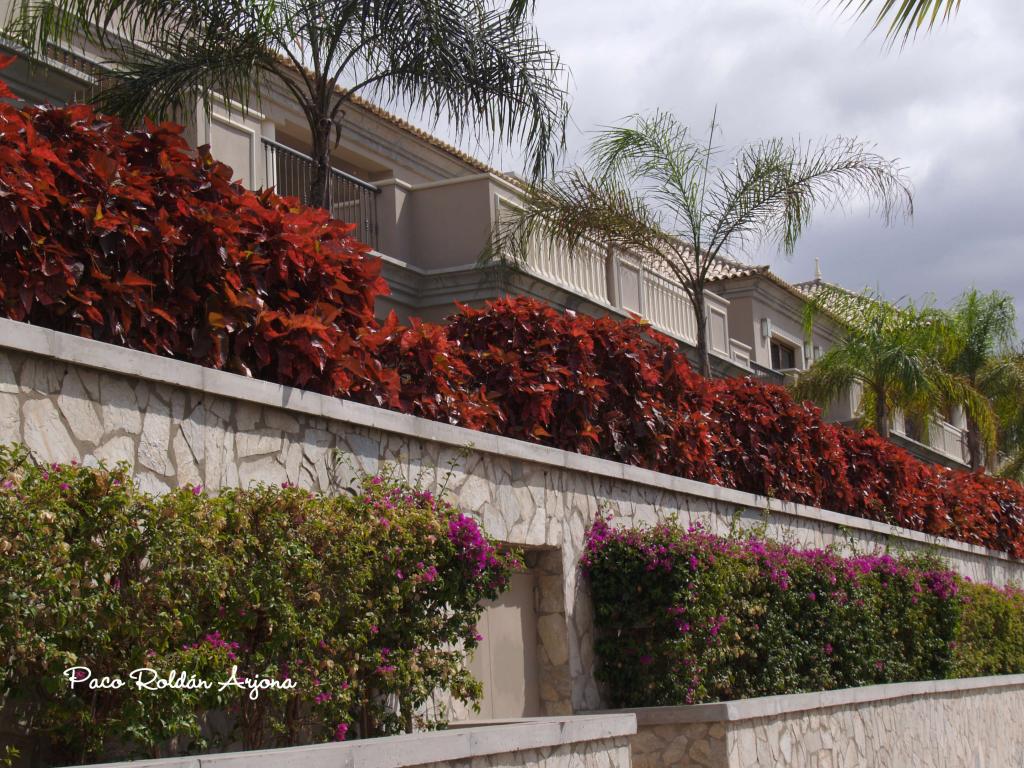 Foto de Los cristianos (Arona) (Santa Cruz de Tenerife), España