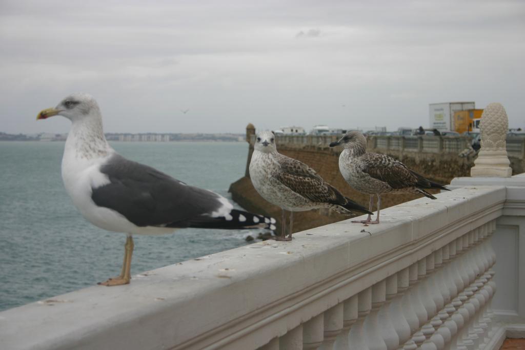 Foto de Cádiz (Andalucía), España