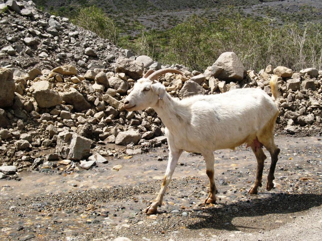 Foto de Cajon de Maipo, Chile