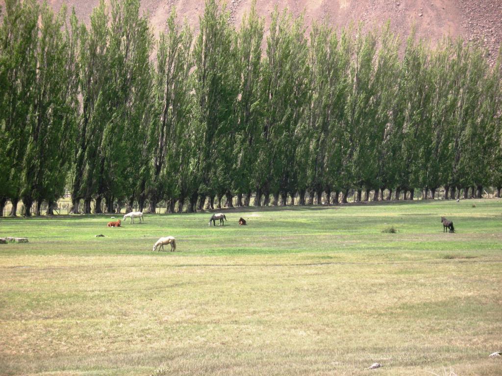 Foto de Cajon de Maipo, Chile