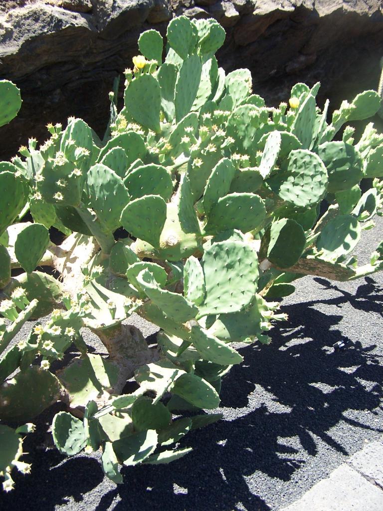 Foto de Lanzarote (Las Palmas), España