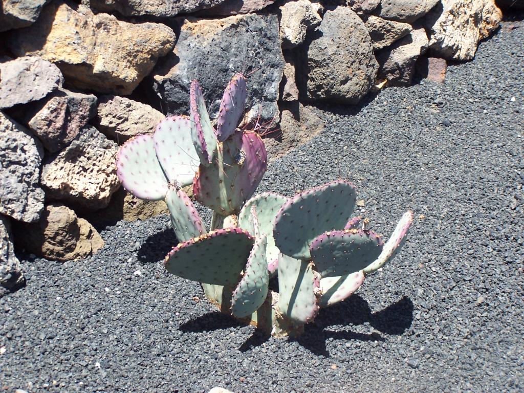 Foto de Lanzarote (Las Palmas), España