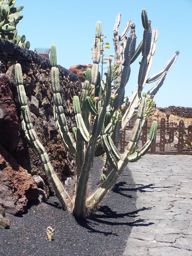 Foto de Lanzarote (Las Palmas), España