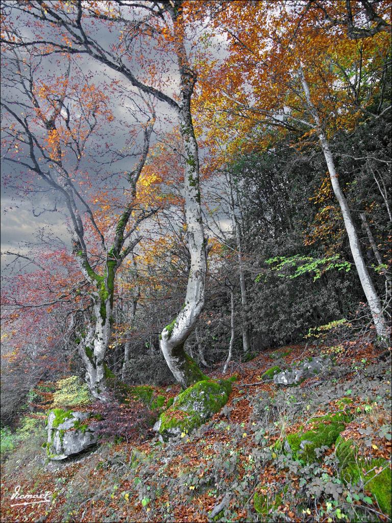 Foto de San Martin de Moncayo (Zaragoza), España