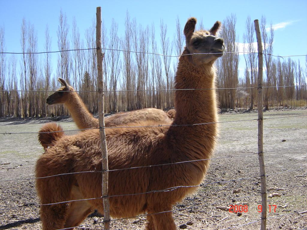 Foto de Rodeo (San Juan), Argentina