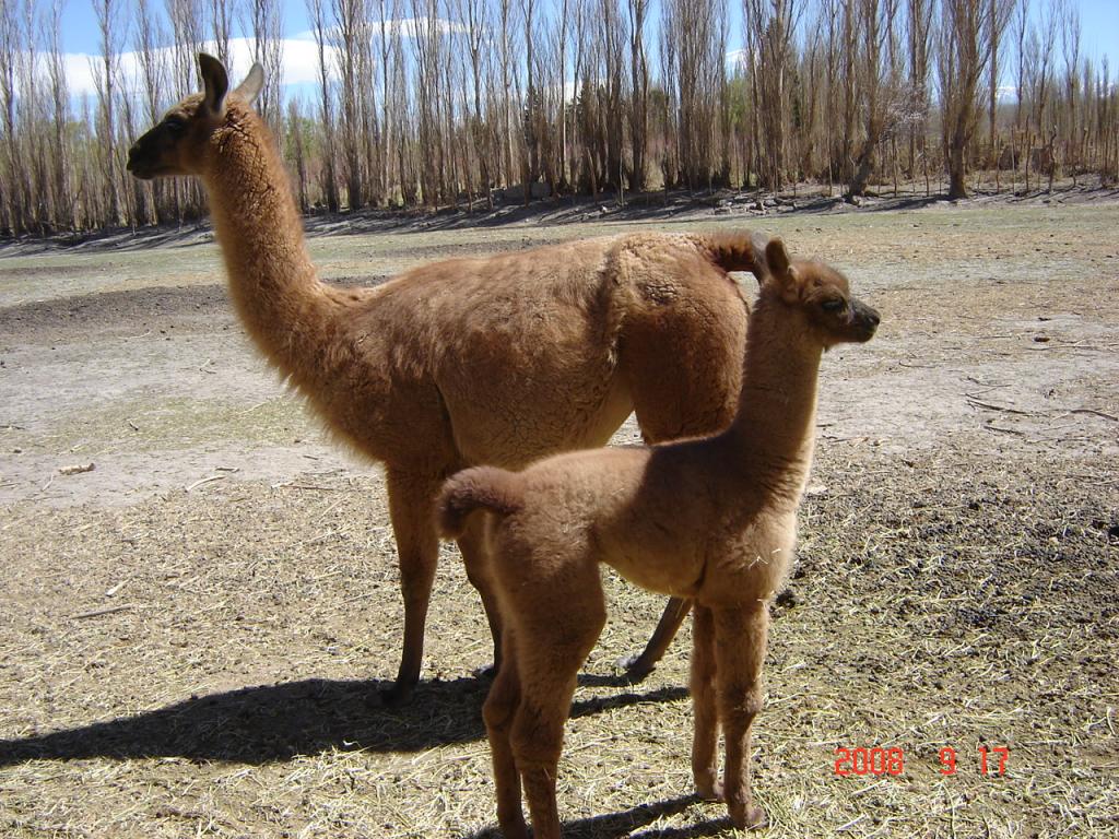 Foto de Rodeo (San Juan), Argentina