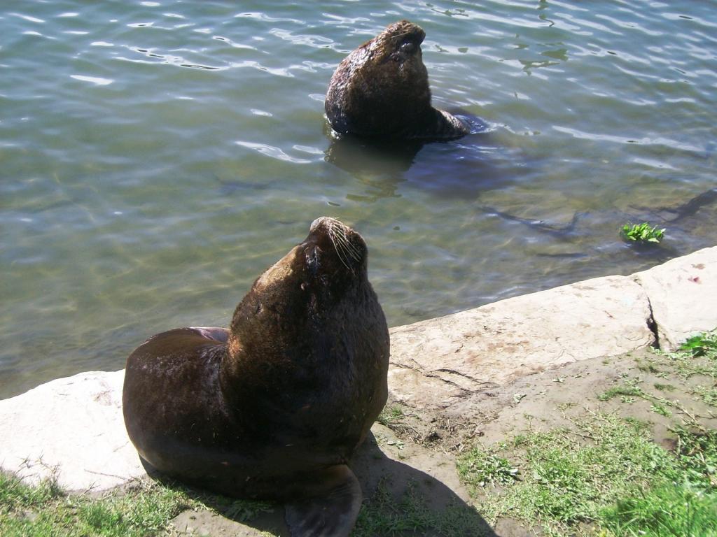 Foto de Valdivia, Chile