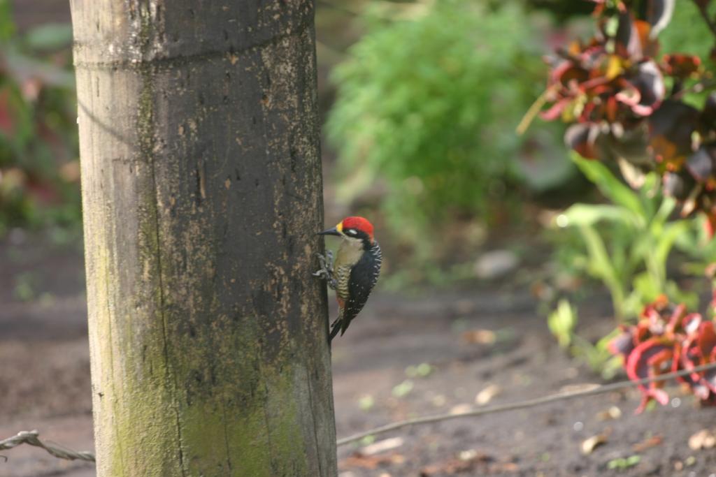 Foto de Manzanillo, Costa Rica