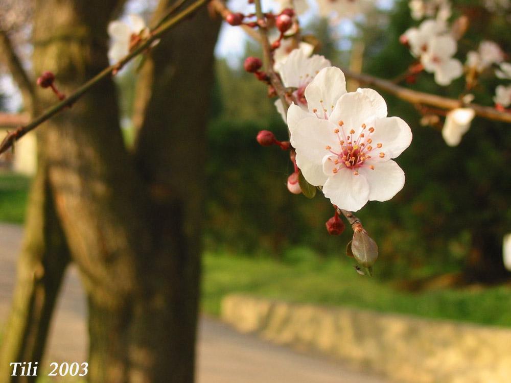 Foto de Oviedo (Asturias), España