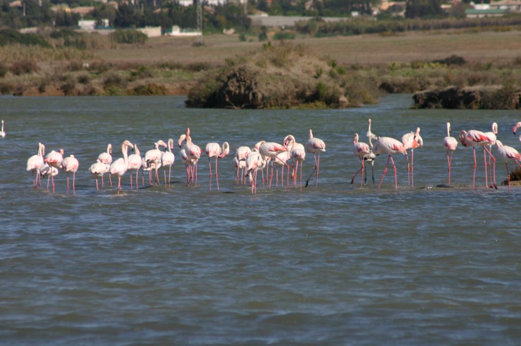 Foto de Puerto Real (Cádiz), España