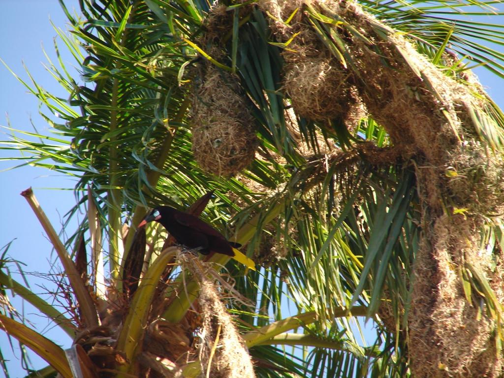 Foto de Montes de Oro (Puntarenas), Costa Rica