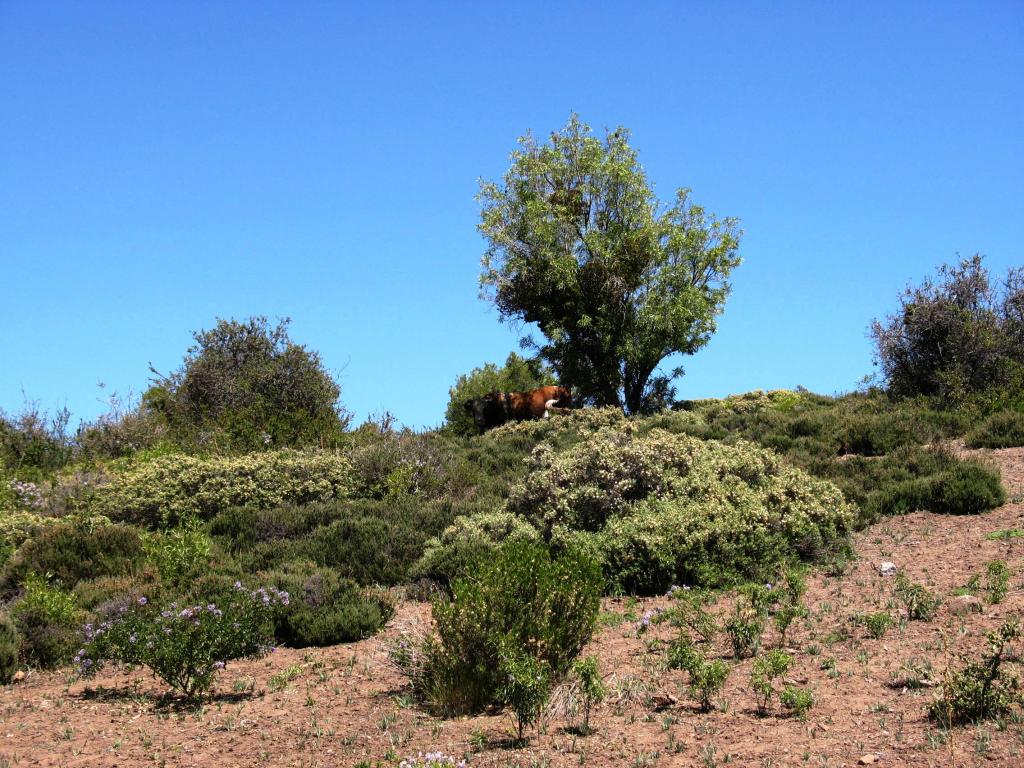 Foto de Lo Barnechea, Chile