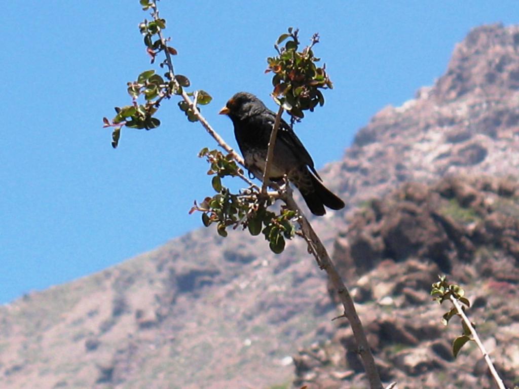 Foto de Lo Barnechea, Chile