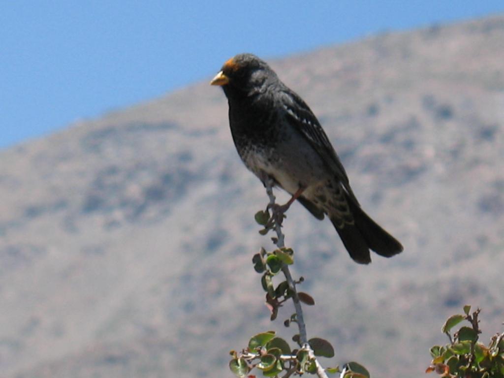 Foto de Lo Barnechea, Chile