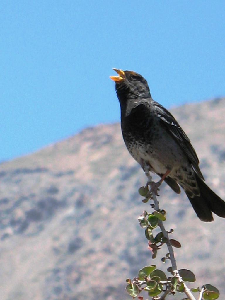 Foto de Lo Barnechea, Chile