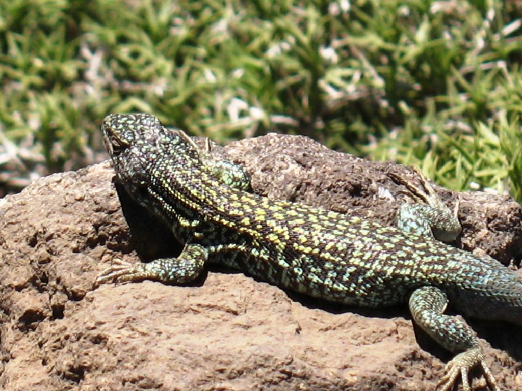 Foto de Lo Barnechea, Chile