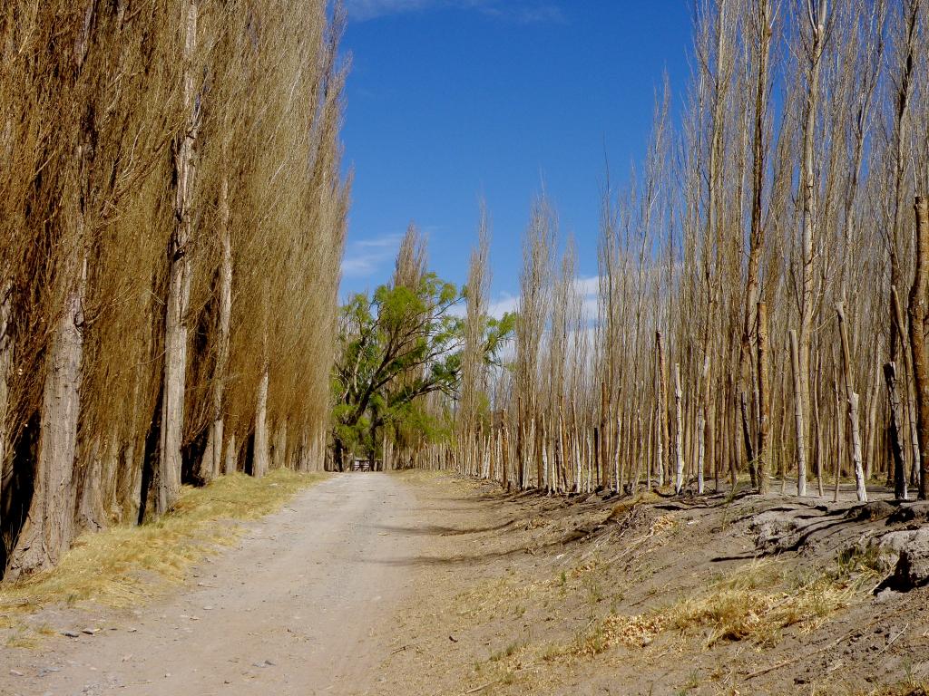 Foto de Rodeo (San Juan), Argentina