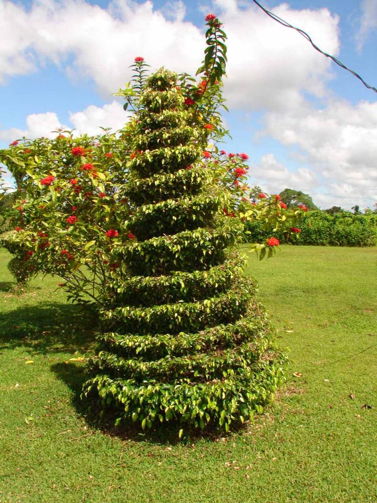 Foto de Guatuso (Alajuela), Costa Rica