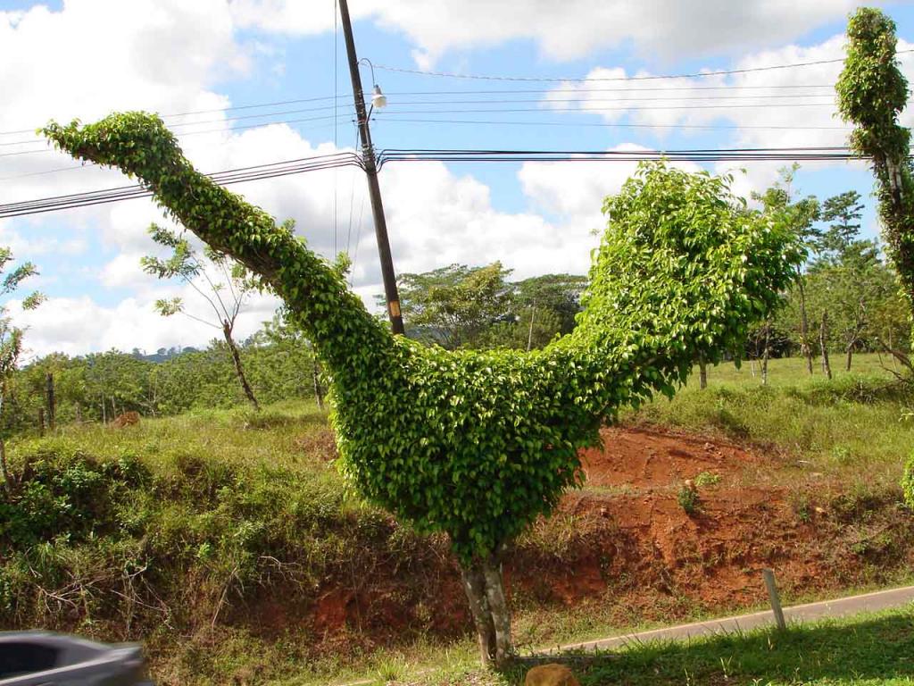 Foto de Guatuso (Alajuela), Costa Rica