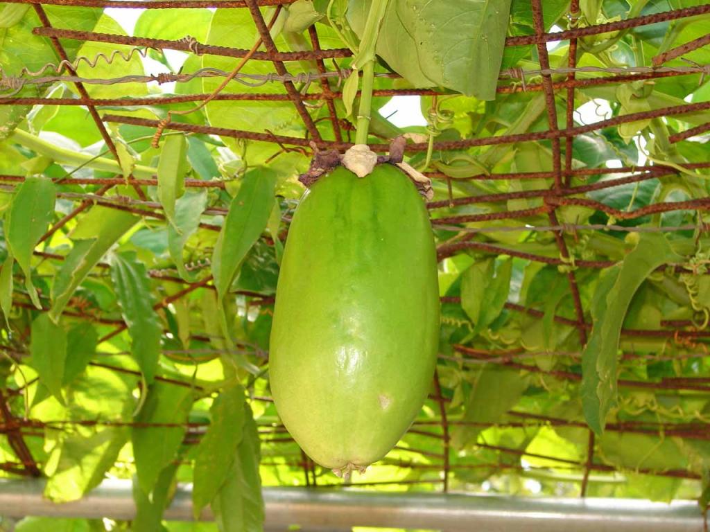 Foto de Guatuso (Alajuela), Costa Rica