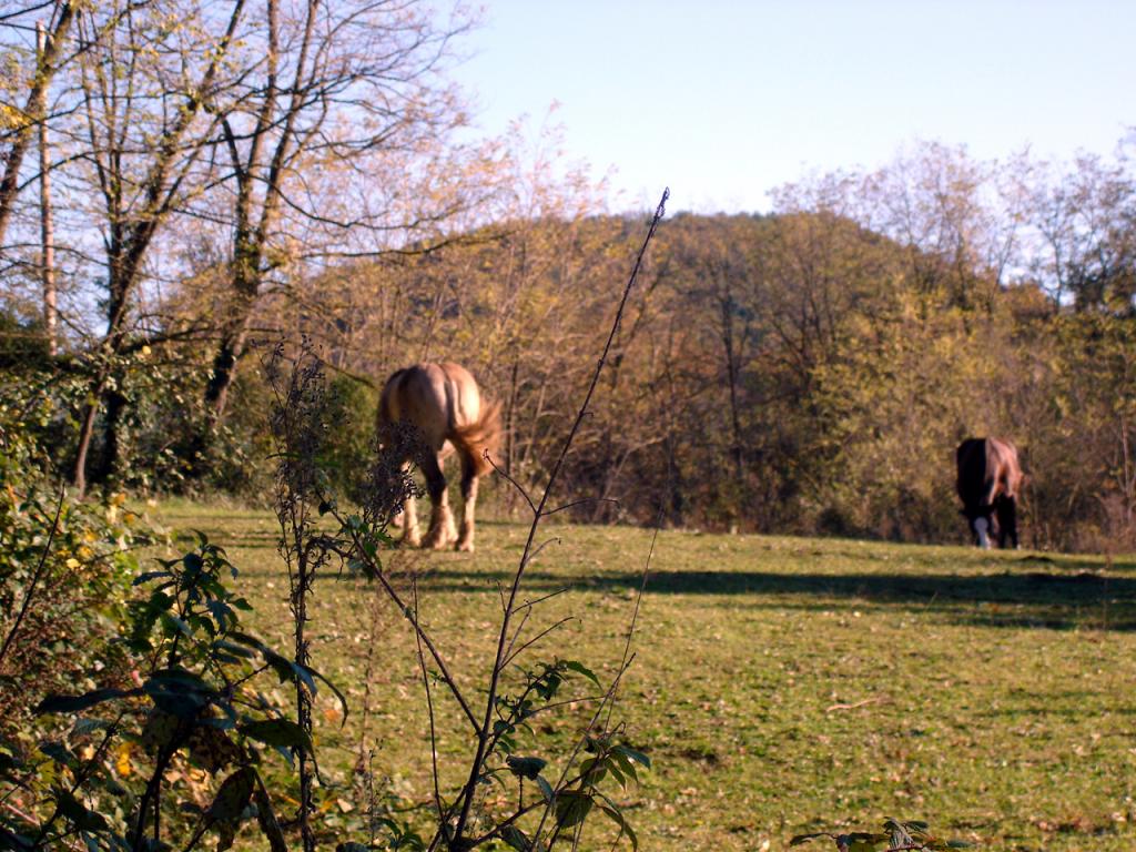 Foto de La Garrotxa (Girona), España