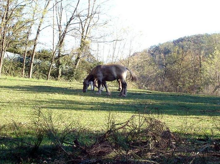 Foto de La Garrotxa (Girona), España