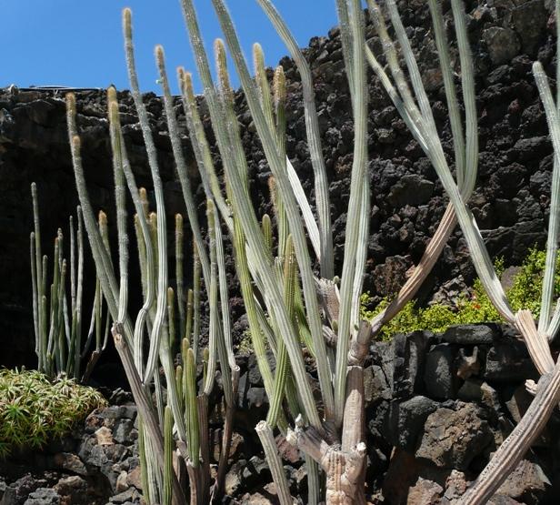 Foto de Lanzarote (Las Palmas), España