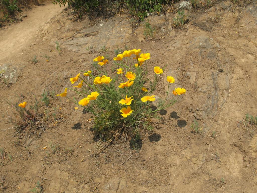 Foto de El Arrayán, Chile