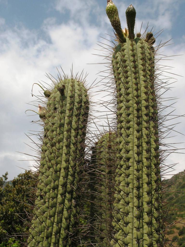 Foto de El Arrayán, Chile