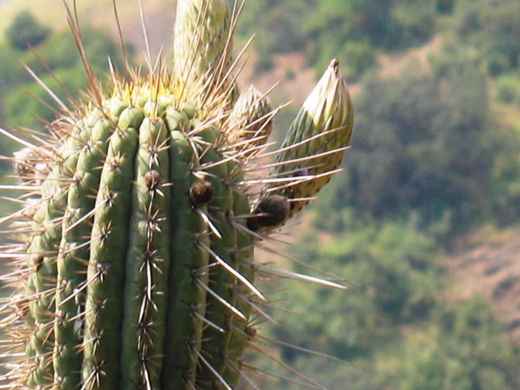 Foto de El Arrayán, Chile