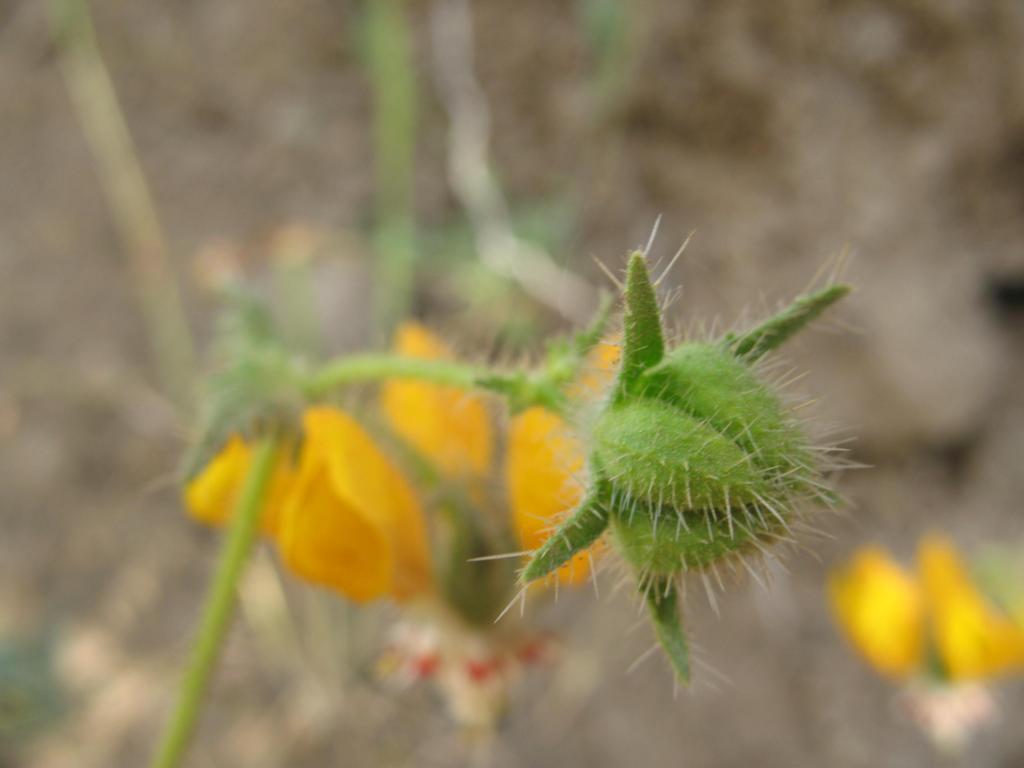 Foto de El Arrayán, Chile