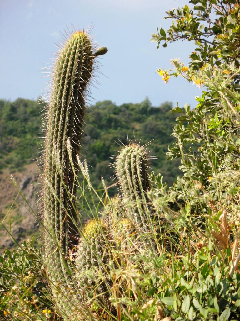 Foto de El Arrayán, Chile